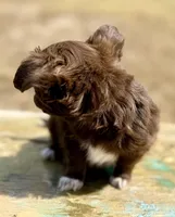 Moon, a female Chihuahua for sale in Los Fresnos, TX – Photo 7 of 8