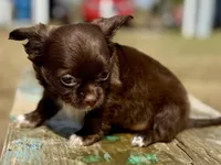 Moon, a female Chihuahua for sale in Los Fresnos, TX – Photo 1 of 8