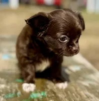 Moon, a female Chihuahua for sale in Los Fresnos, TX – Photo 2 of 8