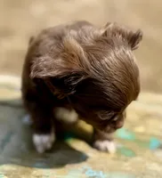 Moon, a female Chihuahua for sale in Los Fresnos, TX – Photo 3 of 8