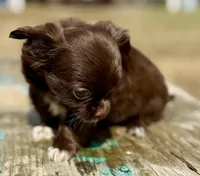 Moon, a female Chihuahua for sale in Los Fresnos, TX – Photo 4 of 8