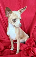 Goldie , a male Chihuahua for sale in Los Fresnos, TX – 4 of 6