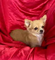 Rose Long hair Apple head , a female Chihuahua for sale in Los Fresnos, TX – 4 of 5