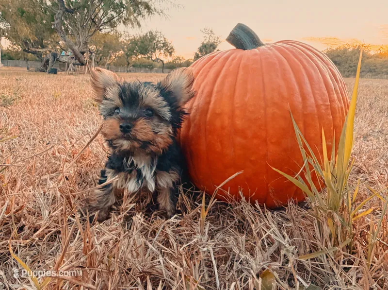 Tommy – Yorkshire Terrier puppy for sale in Los Fresnos, TX