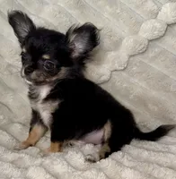 Teacup longhair Apple head, a male Chihuahua for sale in Los Fresnos, TX – 6 of 7