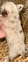 Merle long hair, a male Chihuahua for sale in Los Fresnos, TX – 7 of 8