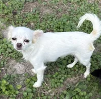Luna long hair , a female Chihuahua for sale in Los Fresnos, TX – 2 of 6
