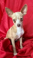 Goldie , a male Chihuahua for sale in Los Fresnos, TX – 6 of 6