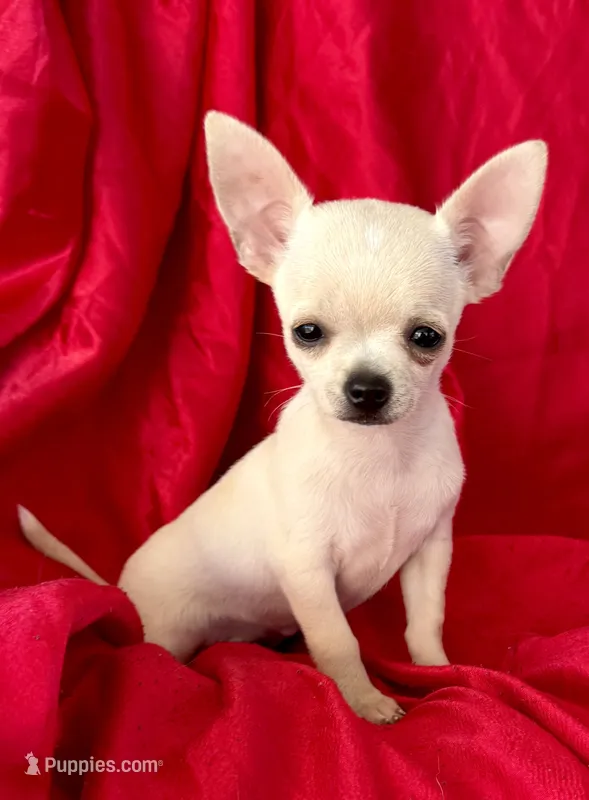 Lina Apple head  – Chihuahua puppy for sale in Los Fresnos, TX