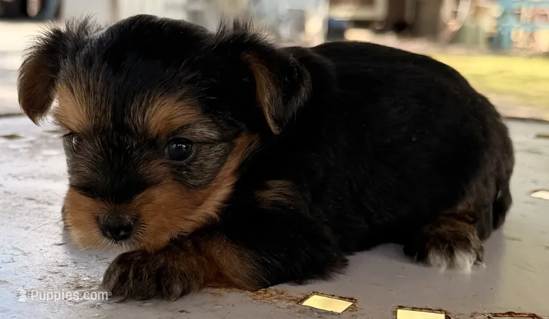 Jerry  – Yorkshire Terrier puppy for sale in Los Fresnos, TX