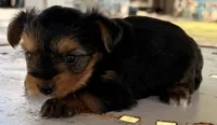 Jerry , a male Yorkshire Terrier for sale in Los Fresnos, TX – 1 of 1