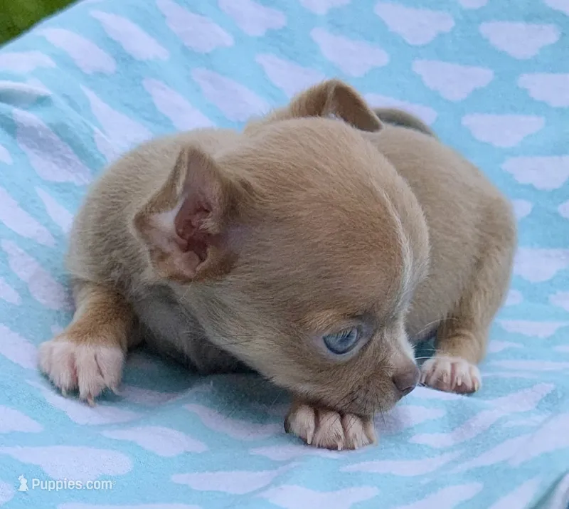 Lilac  – Chihuahua puppy for sale in Los Fresnos, TX