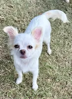 Luna long hair , a female Chihuahua for sale in Los Fresnos, TX – 5 of 6