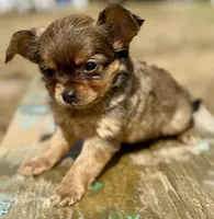 Sun, a female Chihuahua for sale in Los Fresnos, TX – Photo 8 of 8