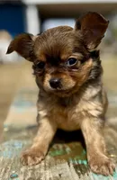 Sun, a female Chihuahua for sale in Los Fresnos, TX – Photo 5 of 8