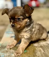 Sun, a female Chihuahua for sale in Los Fresnos, TX – Photo 1 of 8