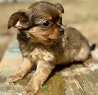 Sun, a female Chihuahua for sale in Los Fresnos, TX – Photo 6 of 8