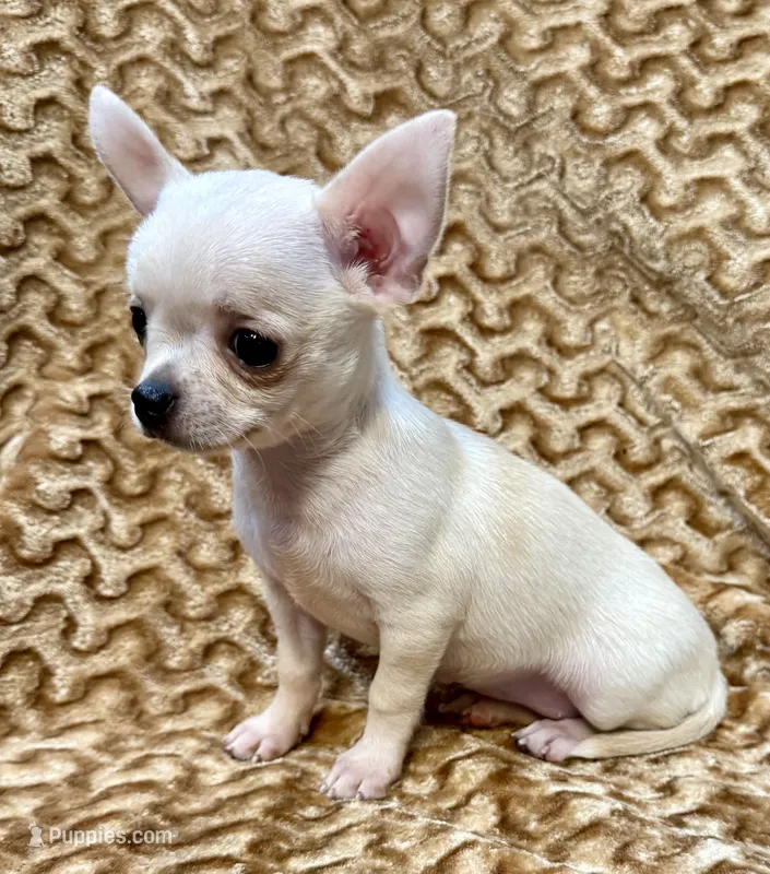 Lina Apple head  – Chihuahua puppy for sale in Los Fresnos, TX