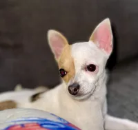 Banana, a female Chihuahua for sale in Los Fresnos, TX – Photo 3 of 8