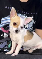 Banana, a female Chihuahua for sale in Los Fresnos, TX – Photo 6 of 8