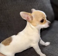 Banana, a female Chihuahua for sale in Los Fresnos, TX – Photo 7 of 8