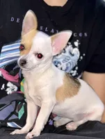 Banana, a female Chihuahua for sale in Los Fresnos, TX – Photo 2 of 8