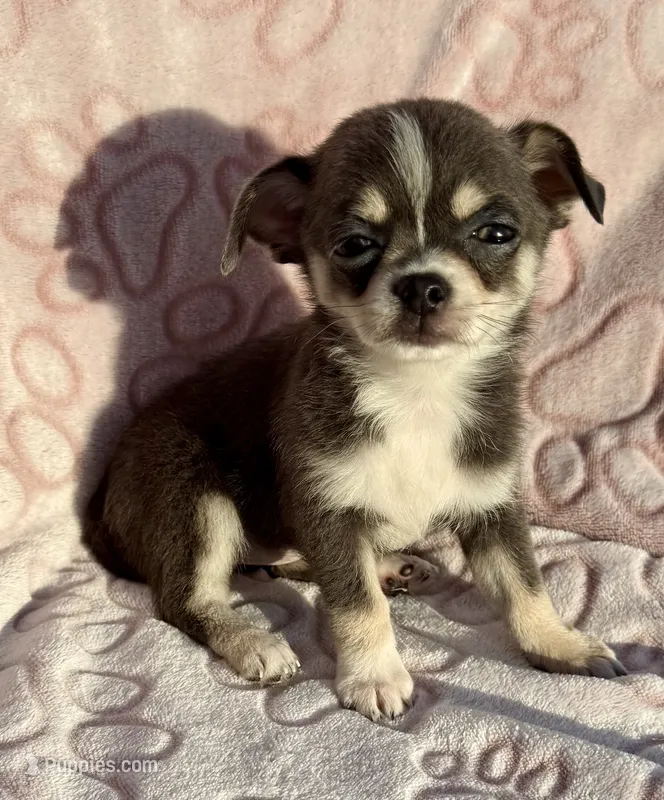 Eleanor blue tri – Chihuahua puppy for sale in Los Fresnos, TX