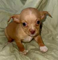 April, a female Chihuahua for sale in Los Fresnos, TX – 2 of 4