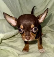Shorty, a male Chihuahua for sale in Los Fresnos, TX – 2 of 4