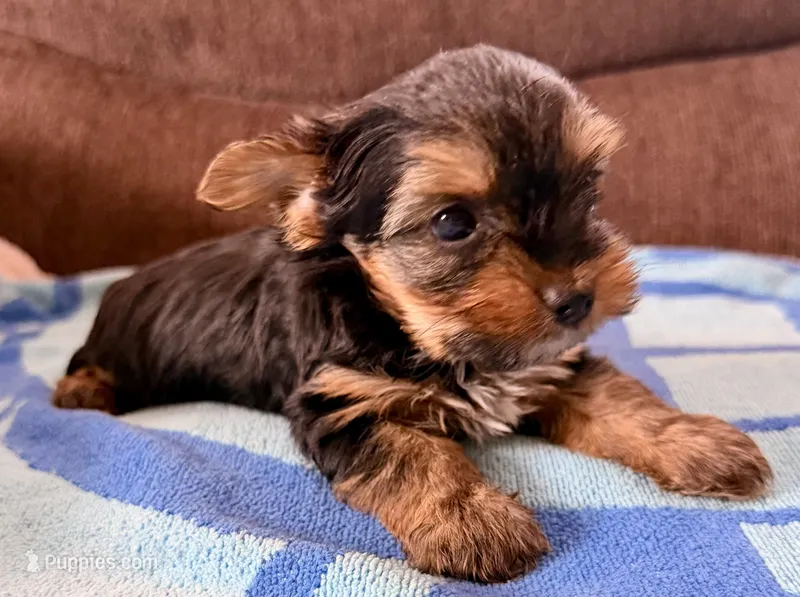Tommy – Yorkshire Terrier puppy for sale in Los Fresnos, TX