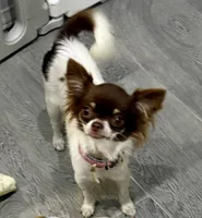 Isla teacup, a female Chihuahua for sale in Los Fresnos, TX – 3 of 4