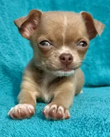 Feisty , a female Chihuahua for sale in Los Fresnos, TX – 4 of 6