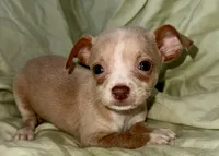 Biggy , a male Chihuahua for sale in Los Fresnos, TX – 4 of 5