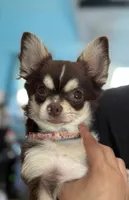 Coco long hair , a male Chihuahua for sale in Los Fresnos, TX – 2 of 8