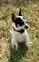 Flower, a female Chihuahua for sale in Los Fresnos, TX – 3 of 4
