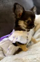 Black tri long hair , a female Chihuahua for sale in Los Fresnos, TX – 3 of 3