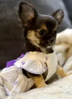 Black tri long hair , a female Chihuahua for sale in Los Fresnos, TX – 2 of 3