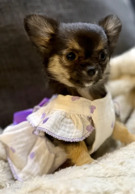 Black tri long hair  – Chihuahua puppy for sale in Los Fresnos, TX