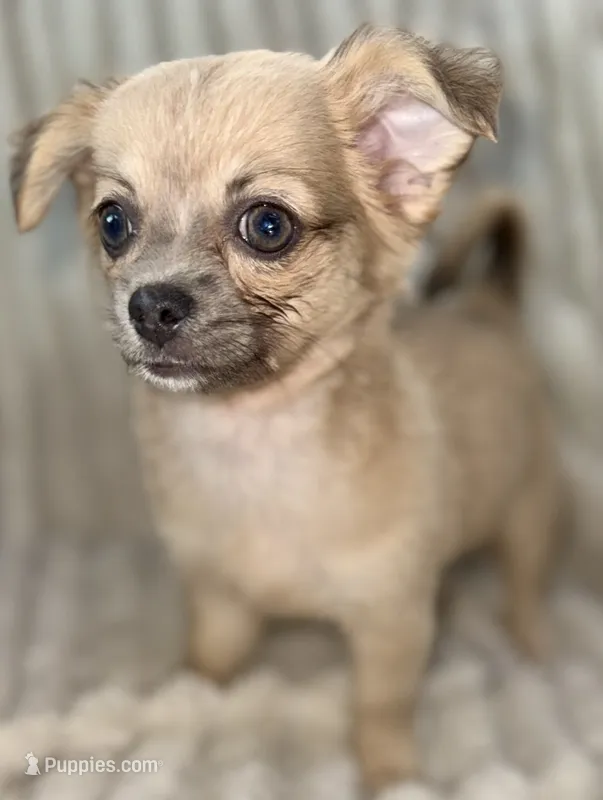 May long hair  – Chihuahua puppy for sale in Los Fresnos, TX