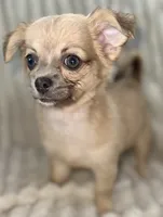 May long hair , a female Chihuahua for sale in Los Fresnos, TX – 1 of 4