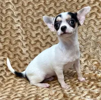 Spicy , a female Chihuahua for sale in Los Fresnos, TX – 7 of 7