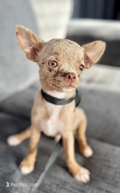 Merle  – Chihuahua puppy for sale in Los Fresnos, TX