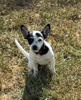 Flower, a female Chihuahua for sale in Los Fresnos, TX – 4 of 4