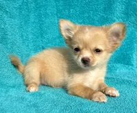 Nickit, a female Chihuahua for sale in Los Fresnos, TX – 3 of 3