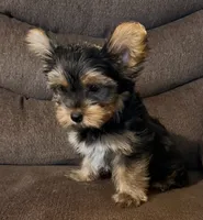 Jerry , a male Yorkshire Terrier for sale in Los Fresnos, TX – 2 of 3