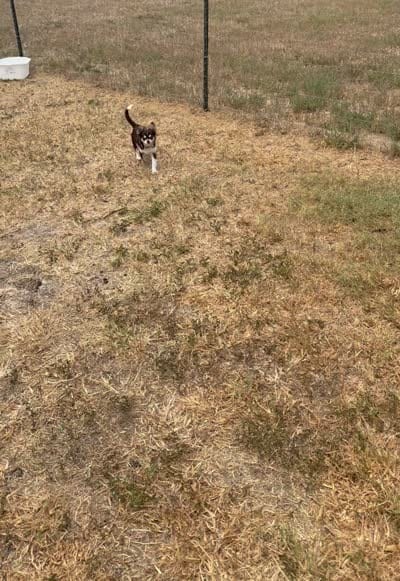 Coco long hair , a male Chihuahua for sale in Los Fresnos, TX – 8 of 8