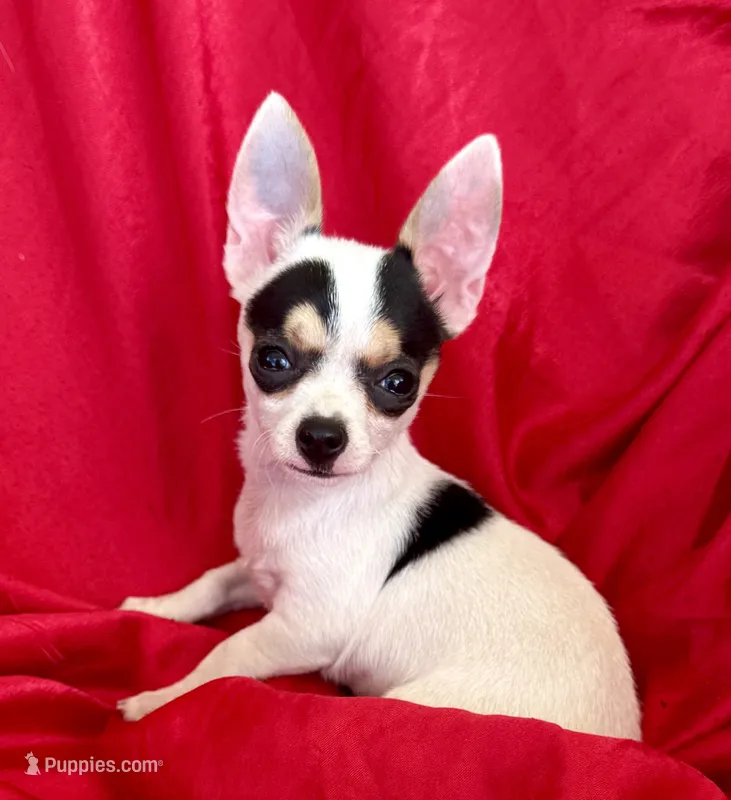 Spicy  – Chihuahua puppy for sale in Los Fresnos, TX