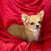 Rose Long hair Apple head , a female Chihuahua for sale in Los Fresnos, TX – 5 of 5