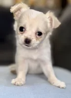 Pearl, a female Chihuahua for sale in Los Fresnos, TX – 4 of 4