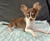 Maple long hair , a female Chihuahua for sale in Los Fresnos, TX – 5 of 6